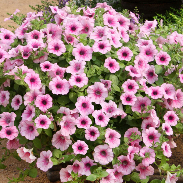 Petunia hybrida 'Surfinia Pink Veined'