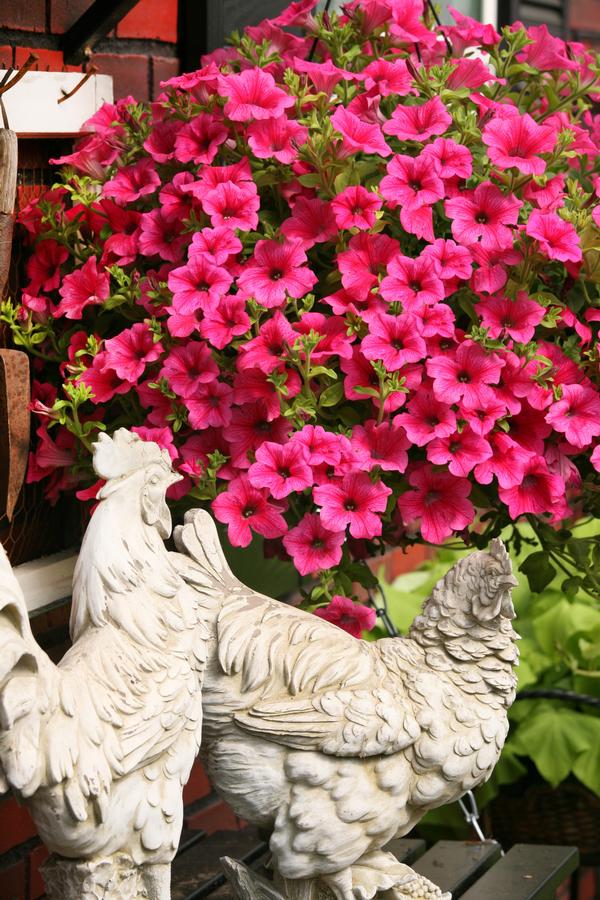 Petunia hybrida 'Surfinia Rose Veined'