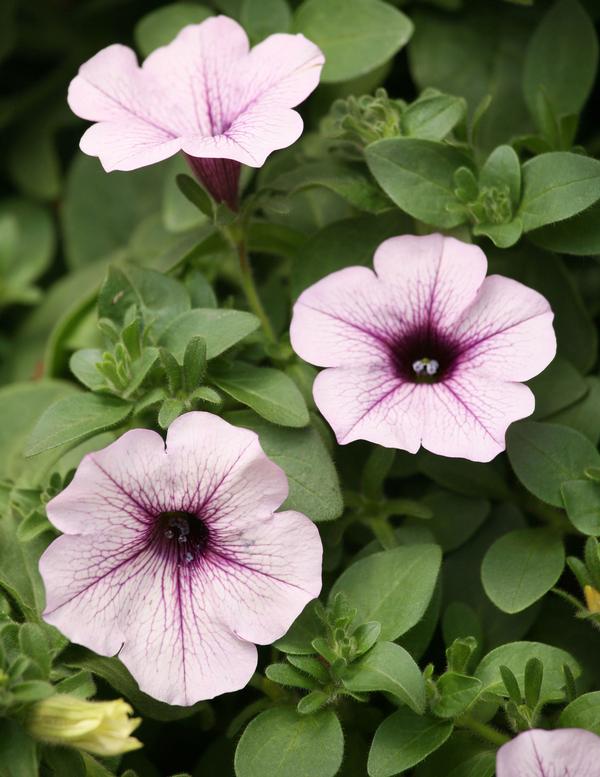 Petunia hybrida 'Surfinia Blue Veined'