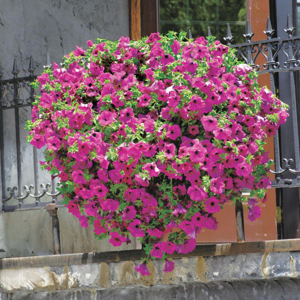 Petunia hybrida 'Surfinia Brilliant Pink'