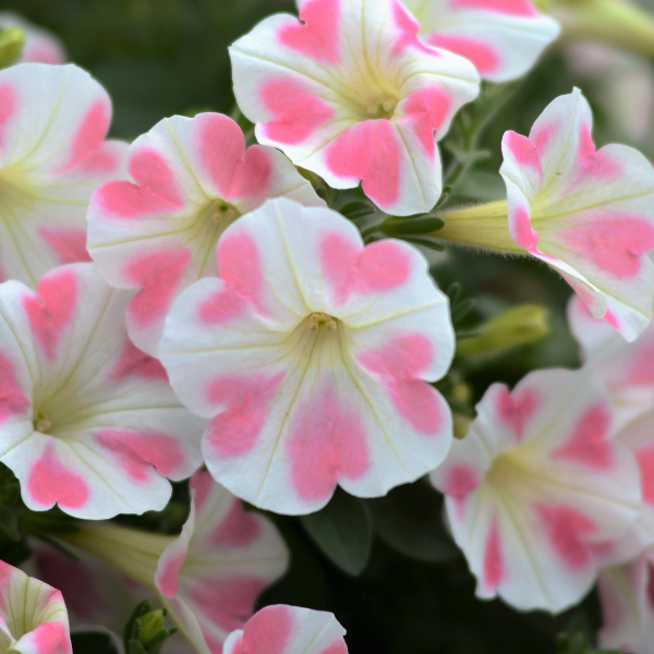 Petunia hybrida 'Surfinia Heartbeat'