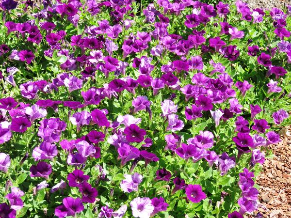 Petunia hybrida 'Surfinia Mounding Baby Compact Purple'