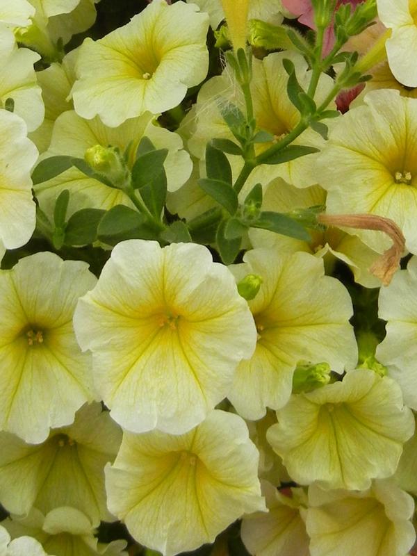 Petunia hybrida 'Surfinia Mounding Patio Yellow'