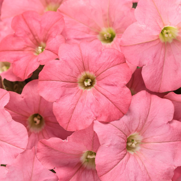 Petunia hybrida 'Supertunia Bermuda Beach'