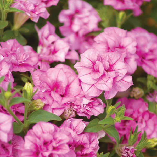 Petunia hybrida 'Surfinia Summer Double Pink'