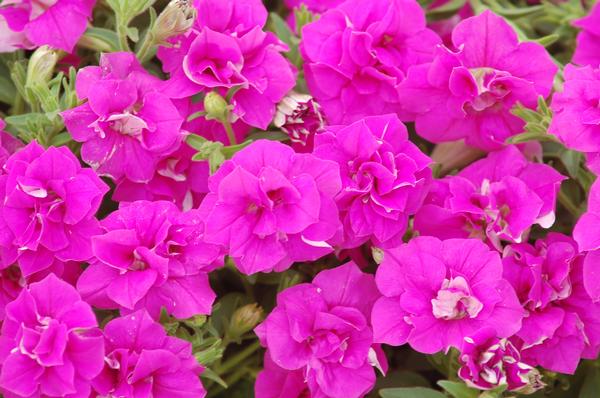 Petunia hybrida 'Surfinia Summer Double Rose'