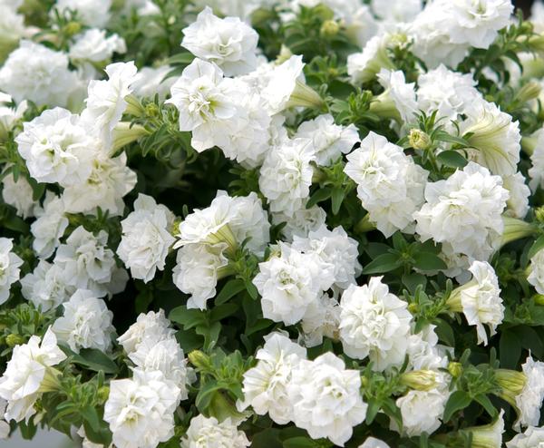 Petunia hybrida
