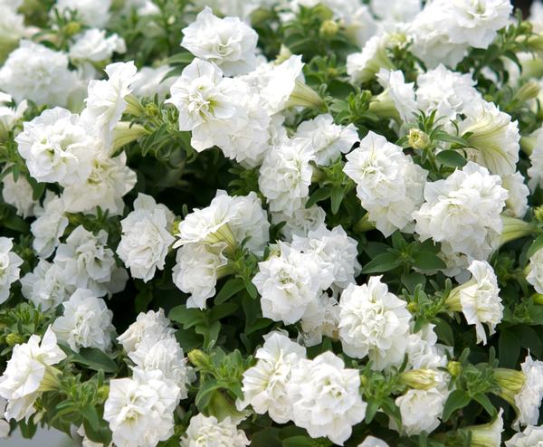 Petunia hybrida 'Surfinia Summer Double White'