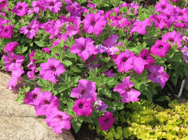 Petunia hybrida 'Surfinia Sumo Bold Lilac'