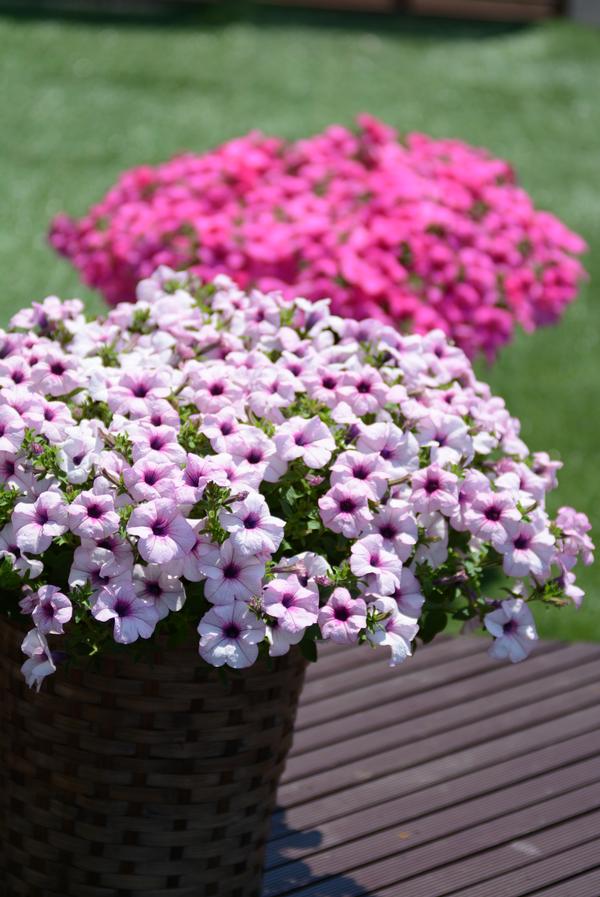 Petunia hybrida 'Surfinia Sumo Glacial Pink'