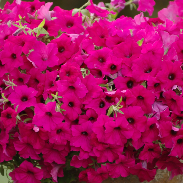 Petunia hybrida 'Surfinia Sumo Plum'