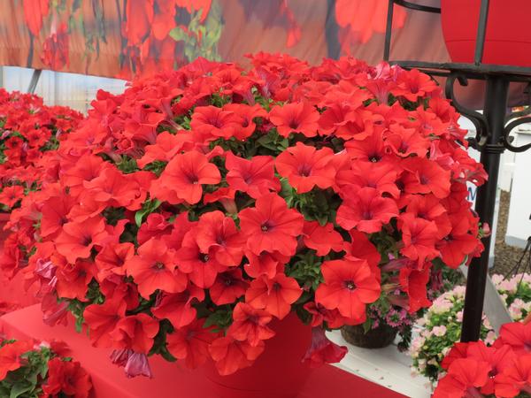 Petunia hybrida 'Surfinia Trailing Red'