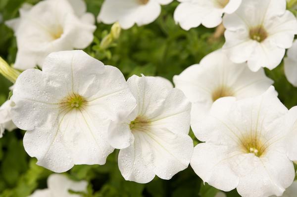 Petunia hybrida 'Surfinia White Imp'