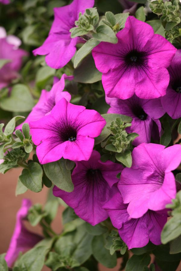 Petunia hybrida 'Surfinia Wild Plum'