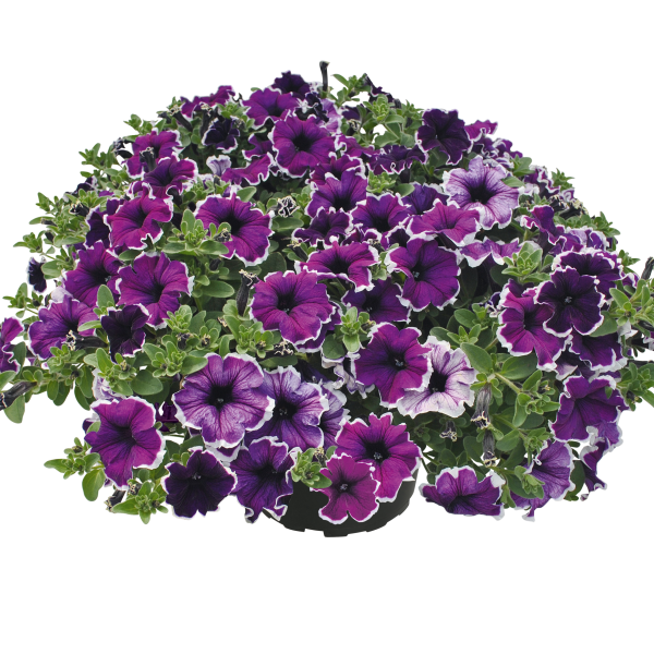 Petunia hybrida