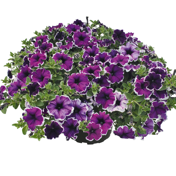 Petunia hybrida 'Veranda Blue Picotee'