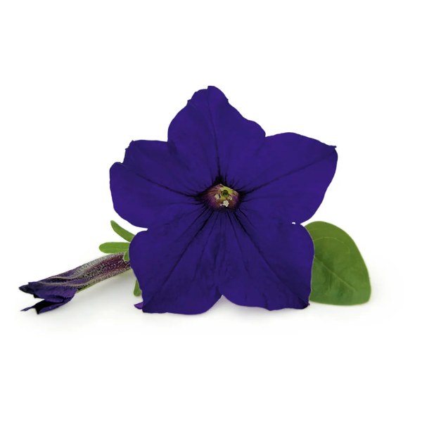 Petunia hybrida 'Veranda Dark Blue'