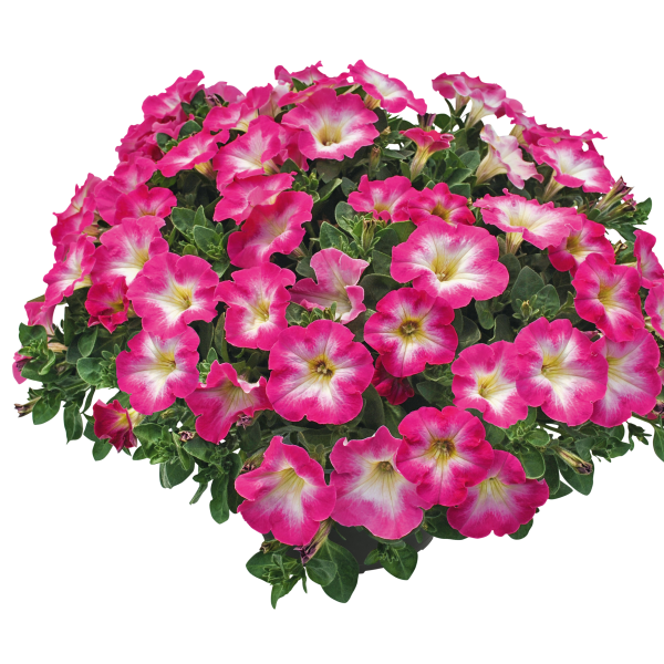 Petunia hybrida 'Veranda Rose Morn'