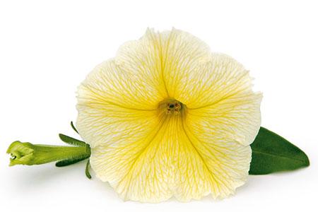 Petunia hybrida 'Veranda Yellow'