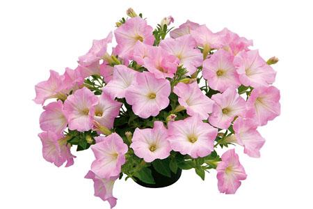 Petunia hybrida