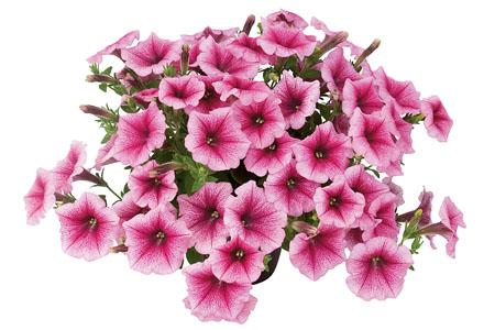 Petunia hybrida 'Veranda Rose Vein'