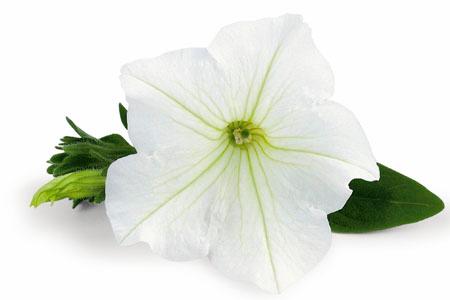 Petunia hybrida 'Veranda White'