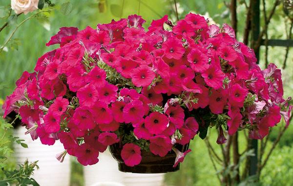 Petunia hybrida