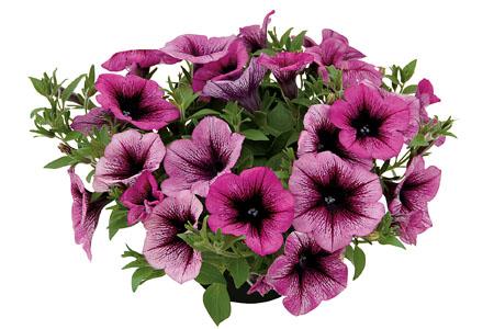 Petunia hybrida