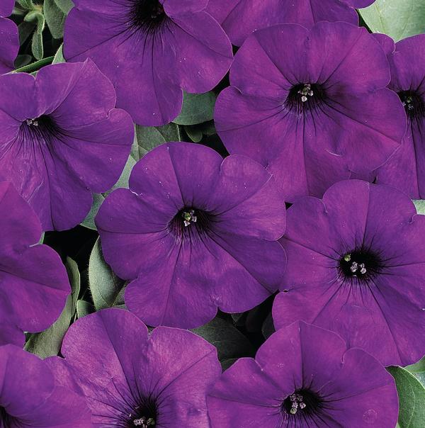 Petunia hybrida 'Easy Wave Blue'