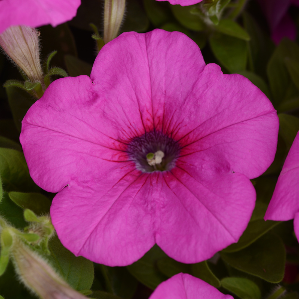 Petunia hybrida 'Easy Wave Neon Rose'