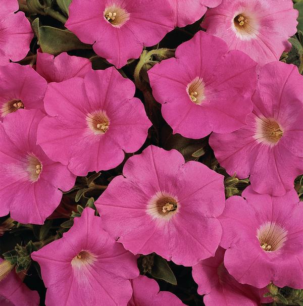 Petunia hybrida 'Easy Wave Pink'