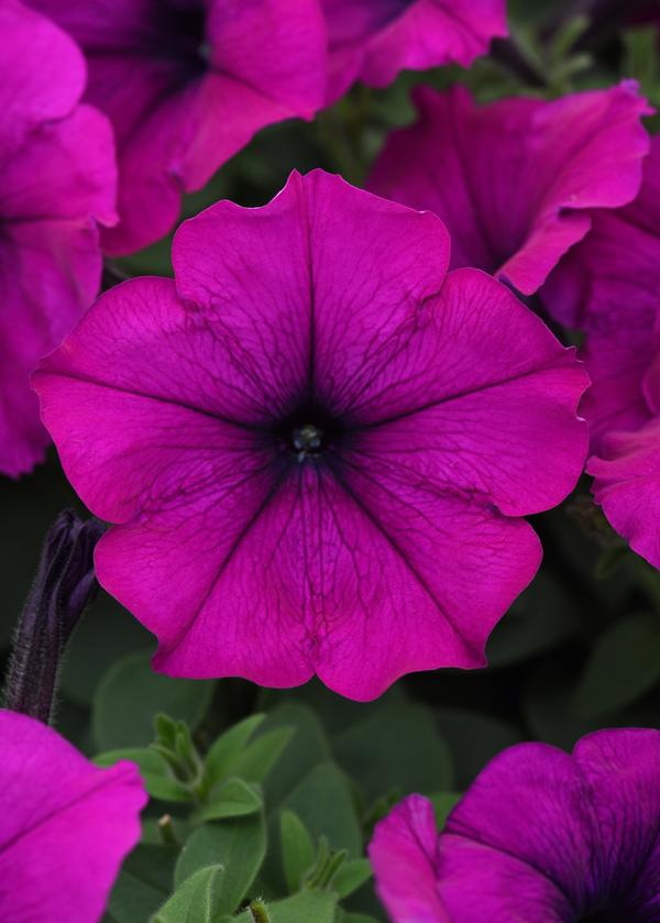 Petunia hybrida 'Easy Wave Violet Imp'