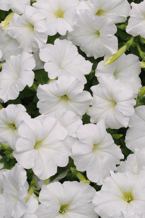 Petunia hybrida 'Easy Wave White'