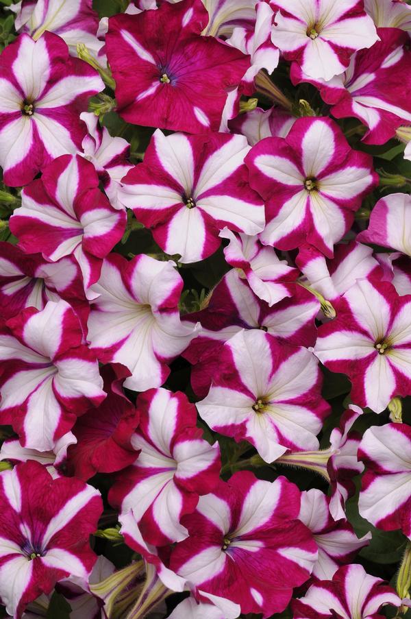 Petunia hybrida 'Easy Wave Burgundy Star'