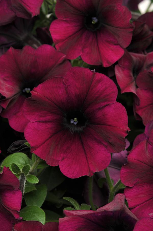 Petunia hybrida 'Easy Wave Burgundy Velour'