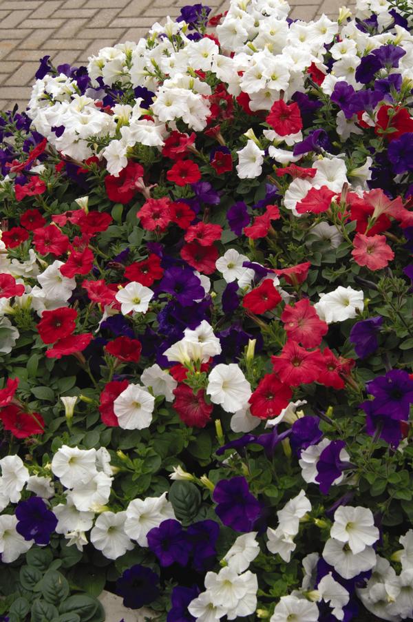 Petunia hybrida 'Easy Wave Flag Mix'