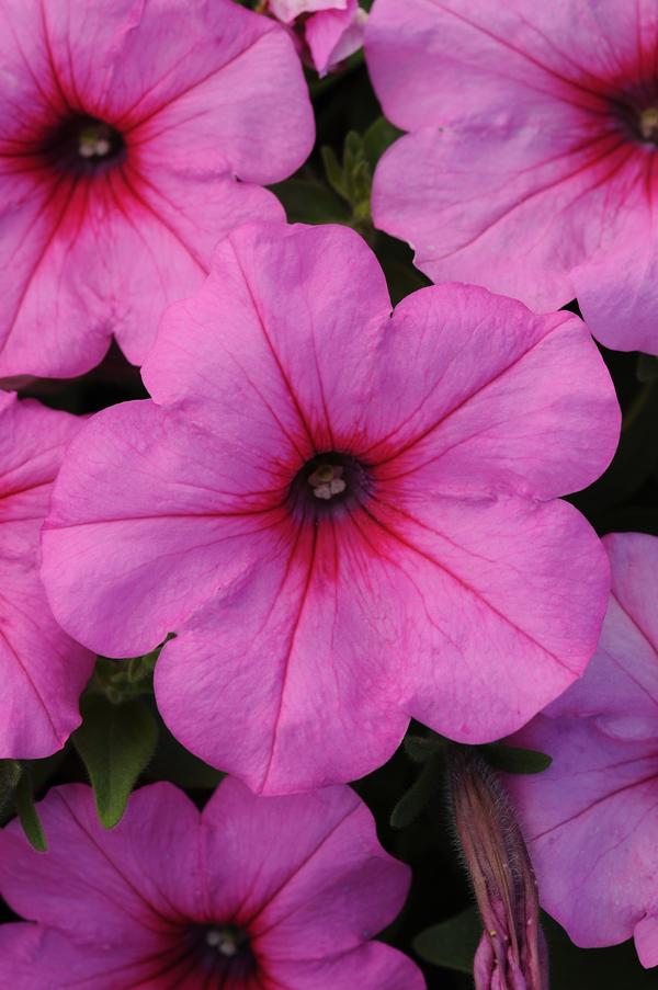 Petunia hybrida 'Easy Wave Pink Passion'