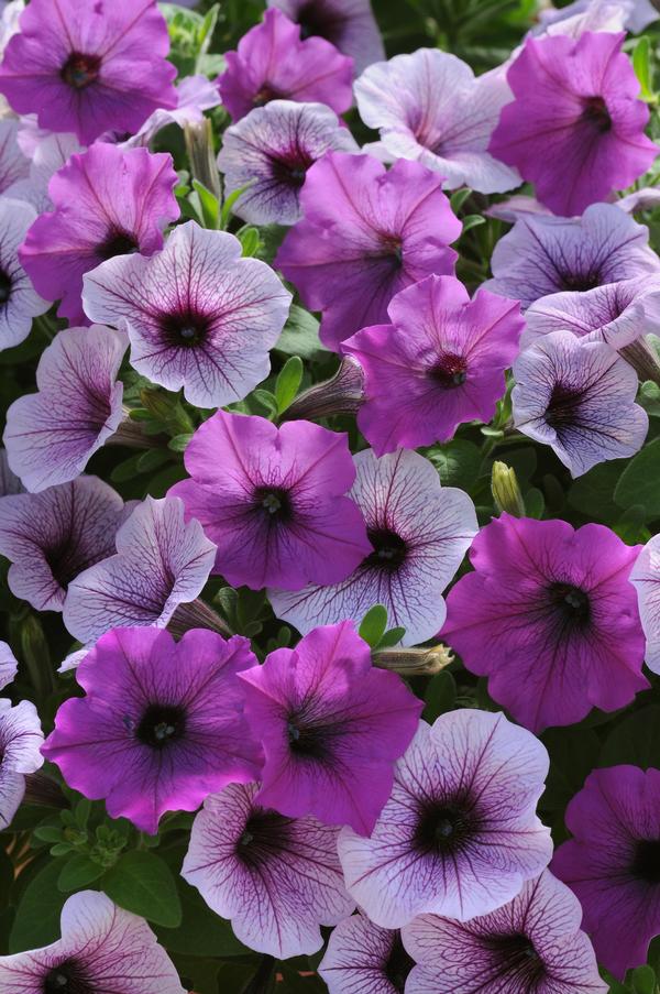 Petunia hybrida 'Easy Wave Plum Pudding Mix Imp'