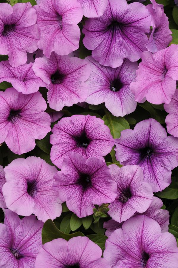 Petunia hybrida 'Easy Wave Plum Vein'