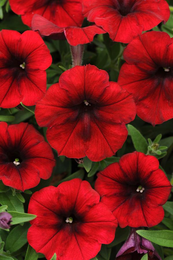 Petunia hybrida 'Easy Wave Red Velour'