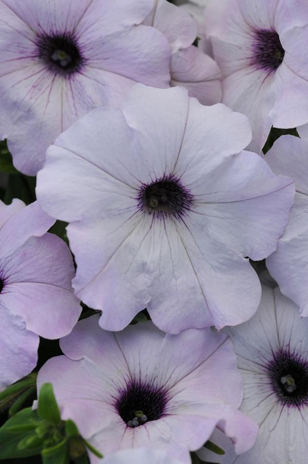 Petunia hybrida 'Easy Wave Silver'