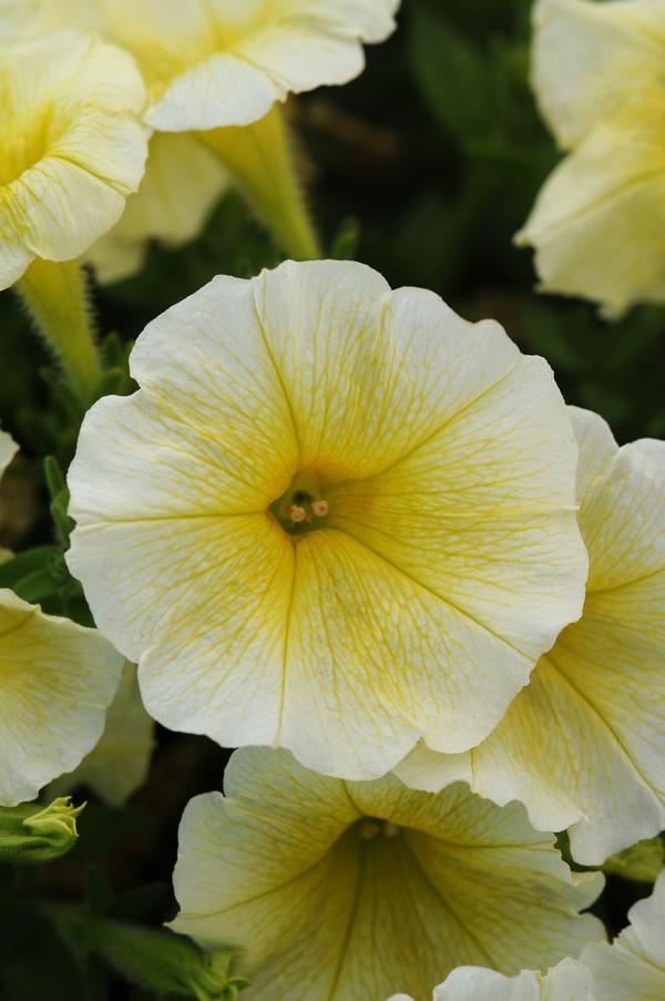 Petunia hybrida 'Easy Wave Yellow'