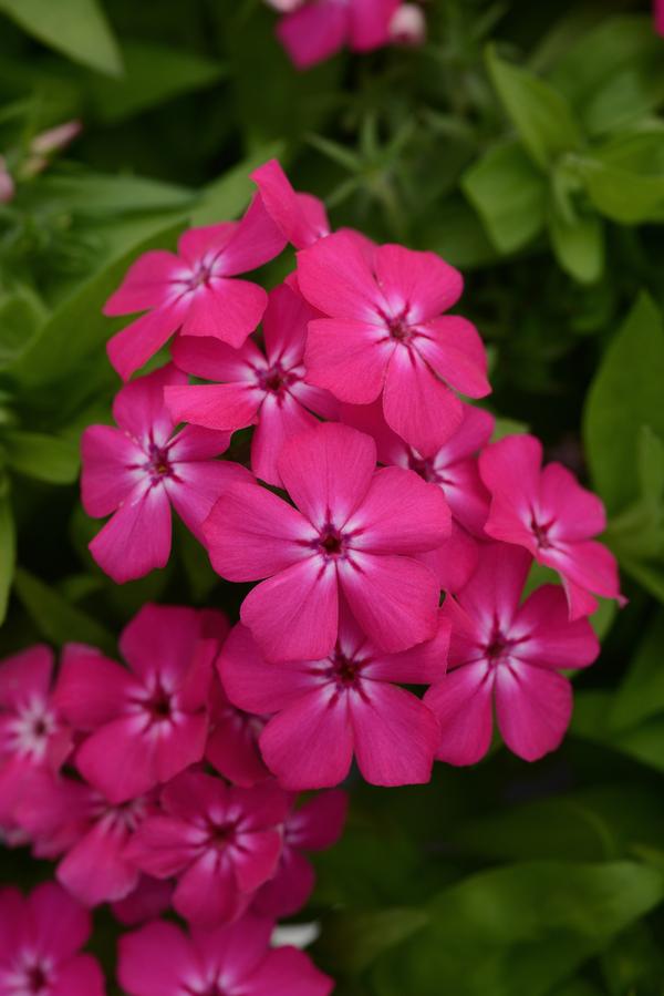 Phlox cultivars