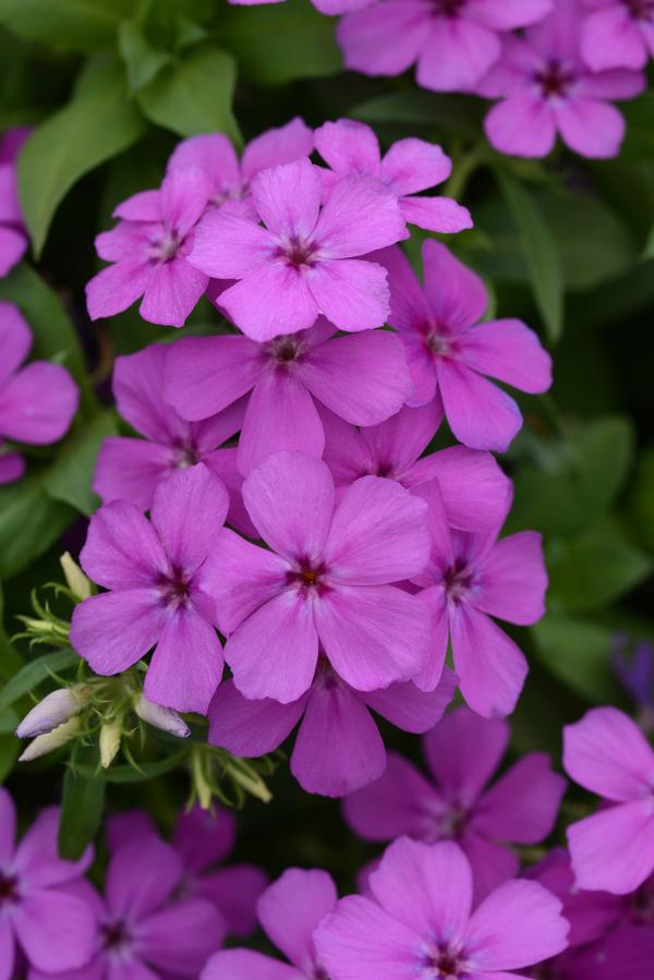 Phlox cultivars