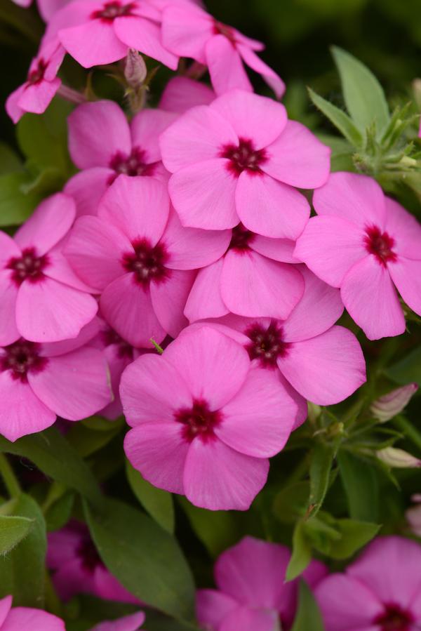 Phlox cultivars