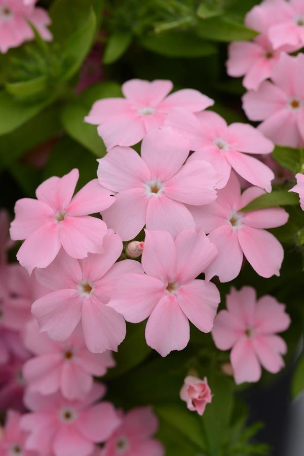 Phlox cultivars