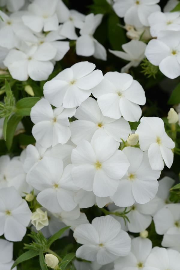 Phlox cultivars