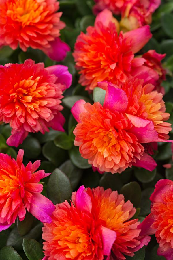 Portulaca oleracea 'Colorblast Double Magenta'