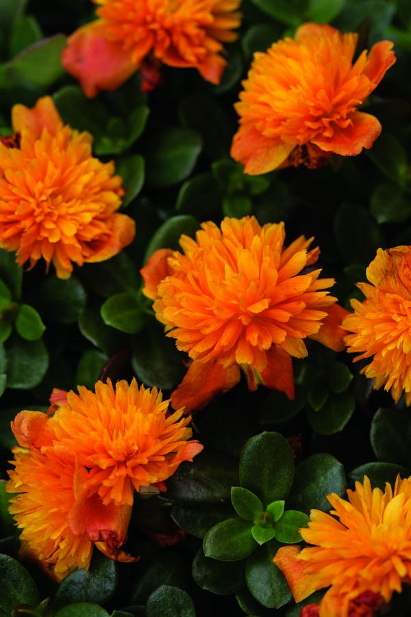 Portulaca oleracea 'Colorblast Double Orange'