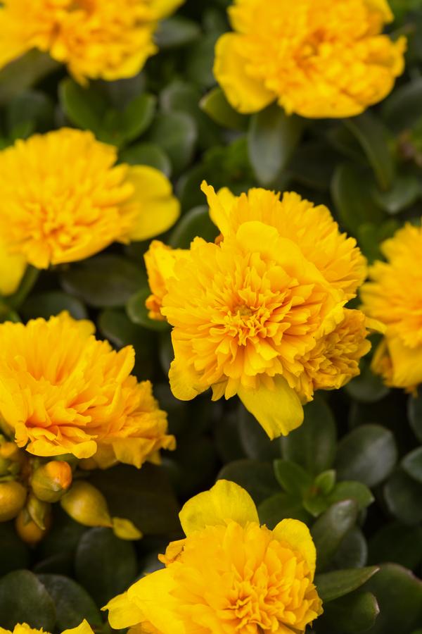 Portulaca oleracea 'Colorblast Double Yellow'